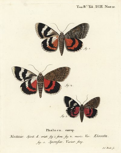 Fransız kırmızı kanat altı, Catocala elocata 1,2 ve koyu koyu kırmızı kanat altı çeşidi, Catocala sponsa 3. Johann Carl Bock tarafından Eugenius Johann Christoph Esper