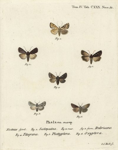 Bahçe dartı, Euxoa nigricans 1-3, Hadena filograna 4, antirrhinum brokar, Calophasia platyptera 5, Simyra nervosa 6. Johann Carl Bock tarafından Eugenius Johann Christoph Esper