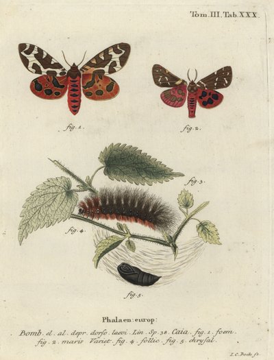 Bahçe kaplan güvesi veya büyük kaplan güvesi, Arctia caja. by Johann Carl Bock