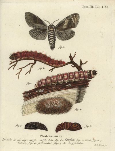 Keçi güvesi, Cossus cossus by Johann Carl Bock