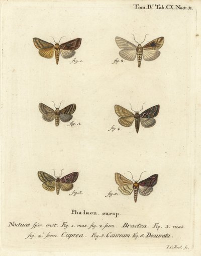 Altın pul, Autographa bractea 1,2, Euchalcia modetoides 3,4, Lamprotes c-aureum 5 ve Panchrysia deaurata 6. Johann Carl Bock tarafından Eugenius Johann Christoph Esper'in doğaya dayalı görüntülerdeki kelebekler adlı el boyaması bakır levha gravürü by Johann Carl Bock