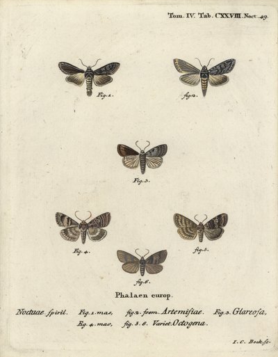 Yeşil gümüş pullu köpekbalığı, Cucullia argentea 1,2, sonbahar rustik, Eugnorisma glareosa 4, seksenli figür, Tethea oküleris 4-6. Eugenius Johann Christoph Esper
