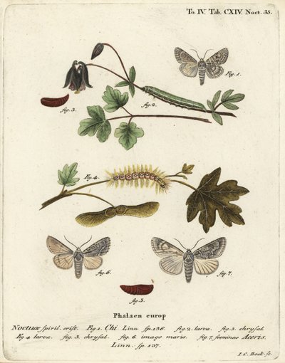 Gri chi, Antitype chi 1 ve çınar güvesi, Acronicta aceris 2-7. Johann Carl Bock tarafından Eugenius Johann Christoph Esper