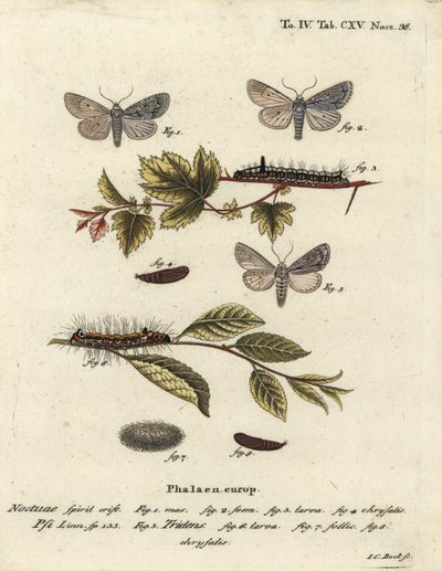 Gri hançer, Acronicta psi 1-4 ve kara hançer, Acronicta tridens 5-8. Johann Carl Bock tarafından Eugenius Johann Christoph Esper