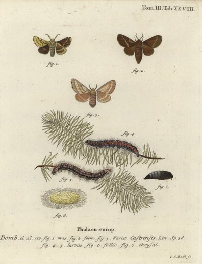 Yer uşağı güvesi, Malacosoma castrense. by Johann Carl Bock