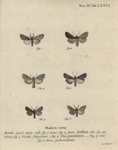 İbranice karakter, siyah nokta kestanesi, küçük quaker güvesi vb. by Johann Carl Bock