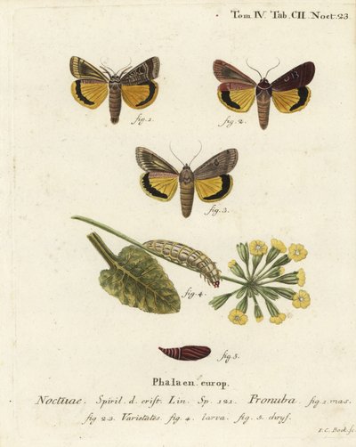 Büyük sarı kanat altı, Noctua pronuba ve çeşitleri. Johann Carl Bock tarafından Eugenius Johann Christoph Esper
