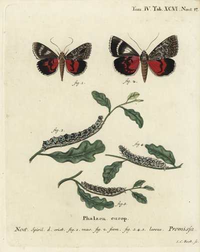 Açık kırmızı kanat altı güvesi, Catocala promissa. Johann Carl Bock tarafından Eugenius Johann Christoph Esper