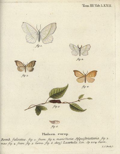 Açık zümrüt ve taraklı kanca ucu. by Johann Carl Bock