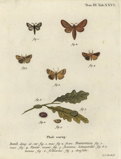 Malacosoma franconicum güvesi ve festoon, Apoda limacodes. by Johann Carl Bock