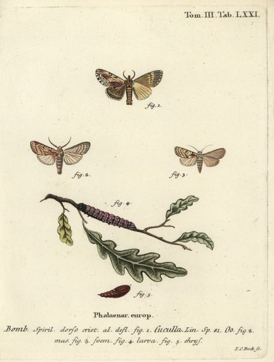 Akçaağaç belirgin ve kalp güvesi. by Johann Carl Bock