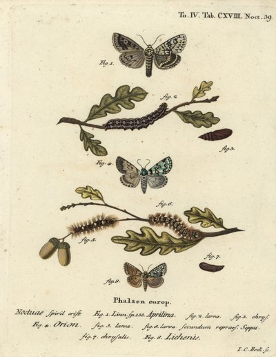 Merveille du jour, Dichonia aprilina 1-4, kıt merveille du jour, Moma alpium 5-7 ve mermer yeşili, Cryphia muralis 8. Abbildungen nach