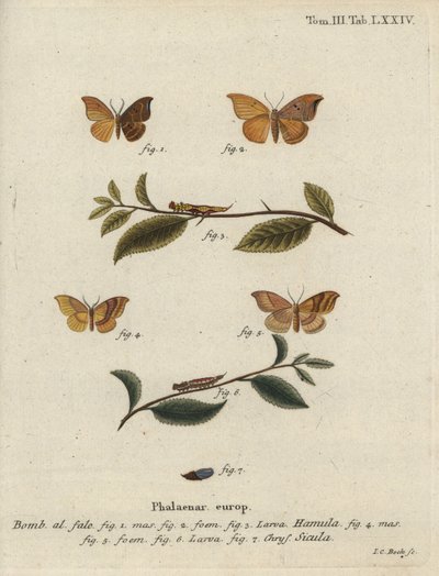 Meşe kanca ucu ve çubuklu kanca ucu. by Johann Carl Bock
