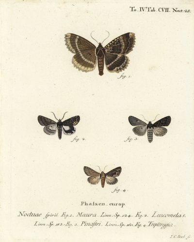 Yaşlı kadın veya siyah kanat altı, Mormo maura 1, doğu simyacısı, Aedia leucomelas 2 ve Dypterygia scabriuscula 3,4. Johann Carl Bock tarafından Eugenius Johann Christoph Esper