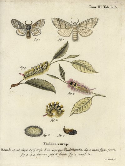 Soluk tussock, Calliteara pudibunda. by Johann Carl Bock