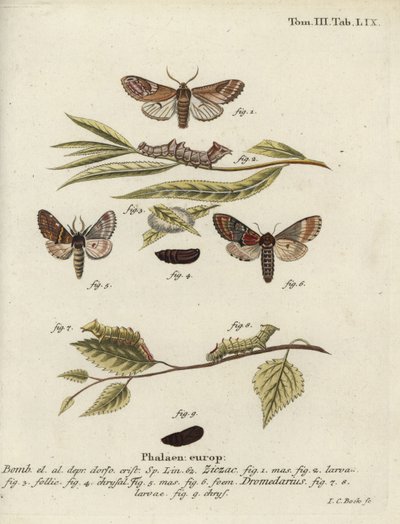 Çakıl belirgin ve demir belirgin. by Johann Carl Bock