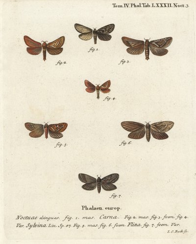 Pharmacis carna 2-4, orange swift, Triodia sylvina 5,6 ve gold swift, Phymatopus hecta 7. Johann Carl Bock tarafından Eugenius Johann Christoph Esper