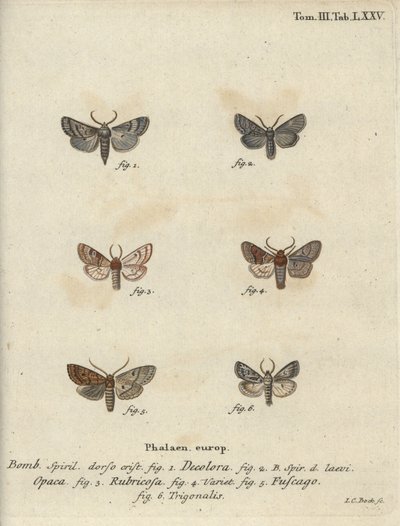 Toz quaker, kırmızı kestane, tuğla güvesi vb. by Johann Carl Bock