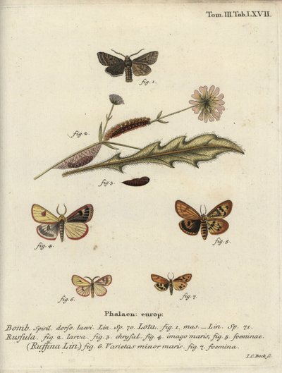 Kırmızı çizgili quaker, bulutlu devetüyü ve farbalalı kestane. by Johann Carl Bock