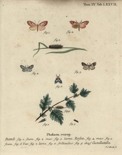 Pembe uşak ve kısa pelerinli güve. by Johann Carl Bock