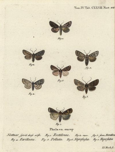 Sakson güvesi, Hyppa rectilinea 1, makas güvesi, Hada plebeja 2,3, bataklık hançeri, Acronicta strigosa 4, kahverengi noktalı pinyon, Agrochola litura 5, beyaz çizgili dart, Euxoa nigrofusca 6, Opigena polygona 7. Johann tarafından elle renklendirilmiş bak by Johann Carl Bock