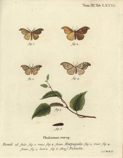 Kıt kanca ucu ve çakıl kanca ucu. by Johann Carl Bock