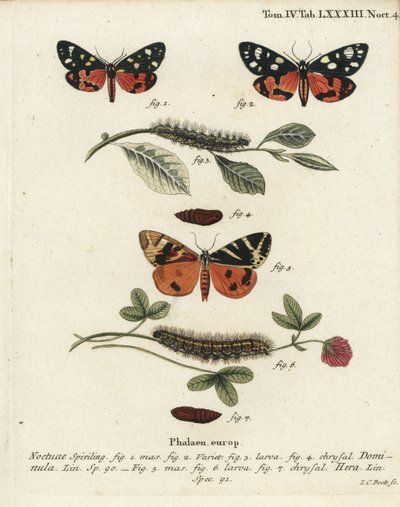 Kızıl kaplan güvesi, Callimorpha dominula 1-4 ve Jersey kaplan güvesi, Euplagia quadripunctaria 5-7. Johann Carl Bock tarafından Eugenius Johann Christoph Esper