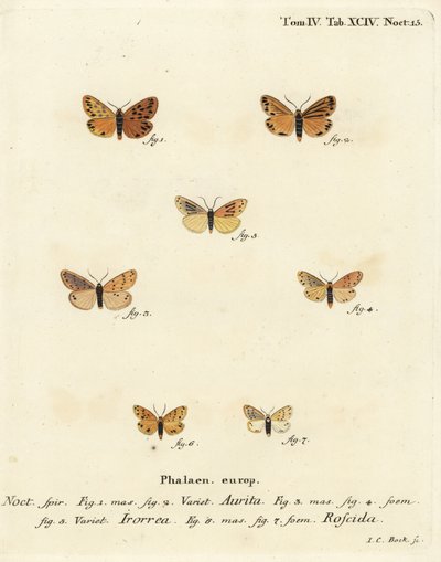 Setina aurita güvesi 1,2, çiy güvesi, Setina irrorella 3-5 ve Setina roscida güvesi 6,7. Johann Carl Bock tarafından Eugenius Johann Christoph Esper
