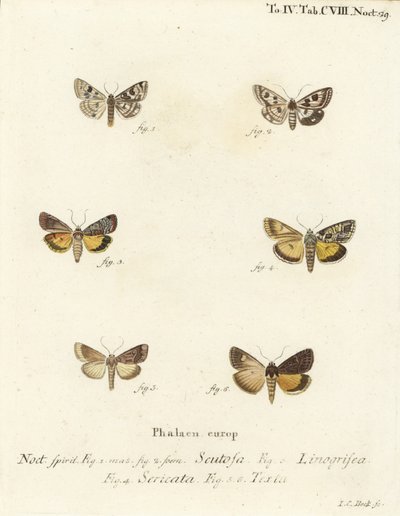 Benekli yonca, Schinia scutosa 1,2, Epilecta linogrisea 3, Guernsey kanat altı, Polyphaenis sericata 4 ve saman kanat altı, Thalpophila matura 5,6. Johann Carl Bock tarafından Eugenius Johann Christoph Esper