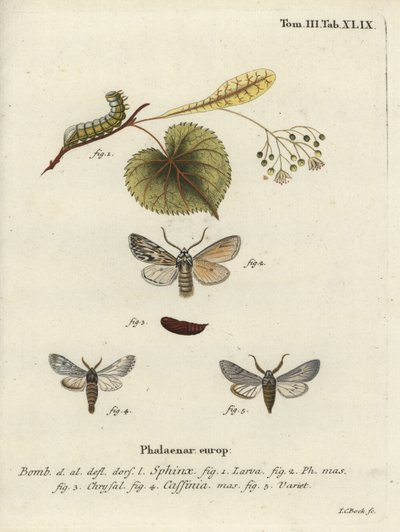 Yayılan güve, Asteroscopus sfenks. by Johann Carl Bock