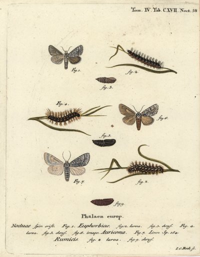Tatlı fırtına güvesi, Acronicta euphorbiae 1-5, kıt hançer, Acronicta auricoma 6 ve düğümlü ot güvesi, Acronicta rumicis 7-9. Eugenius Johann Christoph Esper