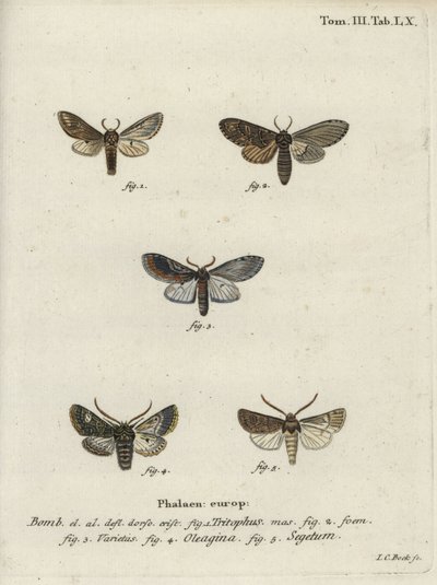 Üç hörgüçlü, zeytin güvesi ve şalgam güvesi. by Johann Carl Bock