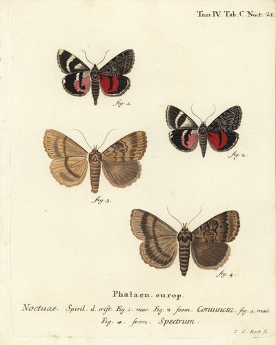 Kanat altı güvesi, Catocala coniuncta 1.2 ve Apopestes spektrumu 3.4. Noctua coniuncta, Noctua spektrumu. Eugenius Johann Christoph Esper