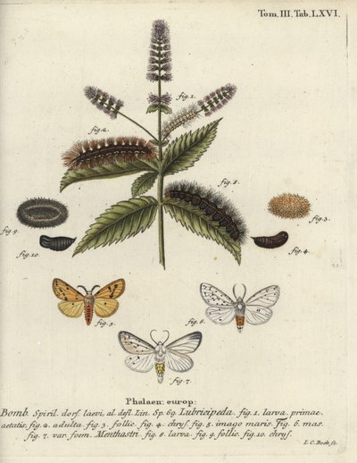 Beyaz ermin, Spilosoma lubricipeda. by Johann Carl Bock