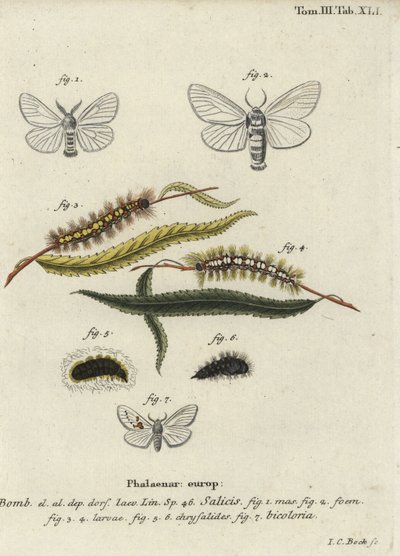 Beyaz saten ve beyaz belirgin güveler. by Johann Carl Bock