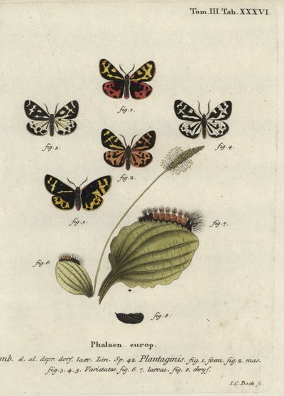 Ahşap kaplan güvesi, Parasemia plantaginis. by Johann Carl Bock