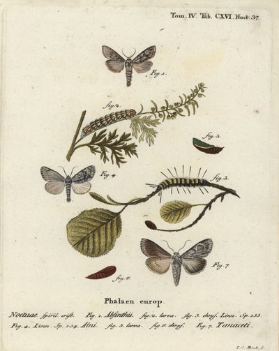 Pelin güvesi, Cucullia absinthii 1-3, kızılağaç güvesi, Acronicta alni 4-6 ve Cucullia tanaceti 7. Johann Carl Bock tarafından Eugenius Johann Christoph Esper