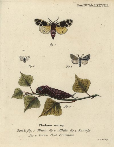 Sarı kaplan güvesi, beyaz ermin larvası vb. by Johann Carl Bock