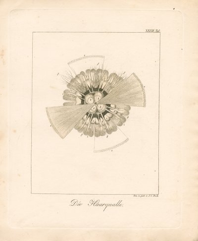  by Johann Christoph Bock