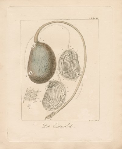  by Johann Christoph Bock