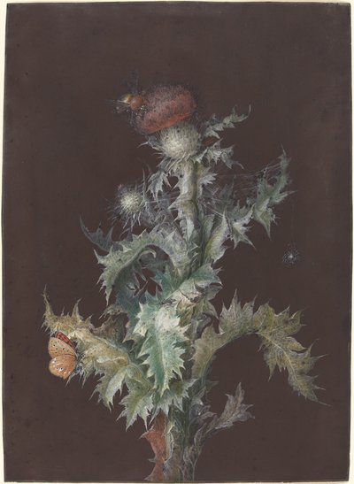 Böcekler ile Devedikeni by Johann Christoph Dietzsch