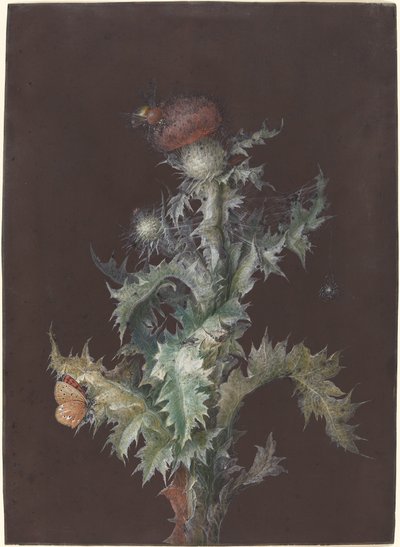 Böcekli Devedikeni, c. 1755. by Johann Christoph Dietzsch