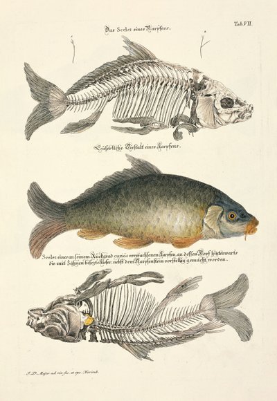  by Johann Daniel Meyer