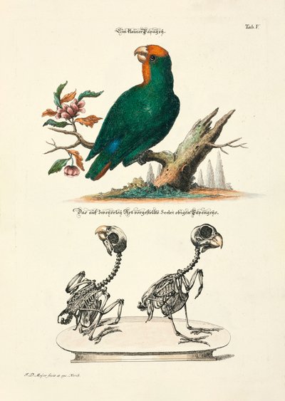  by Johann Daniel Meyer