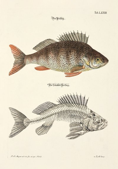  by Johann Daniel Meyer