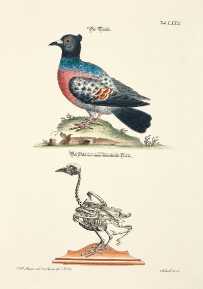  by Johann Daniel Meyer