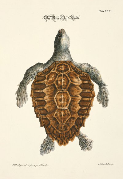  by Johann Daniel Meyer