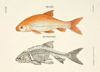  by Johann Daniel Meyer