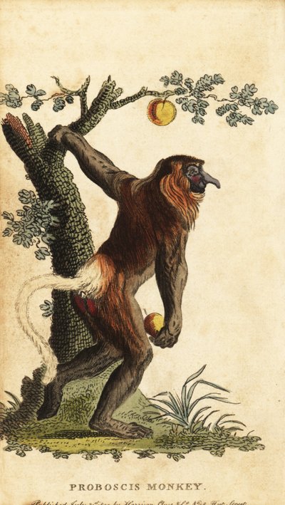 Uzun burunlu maymun, Nasalis larvatus. Nesli tükenmekte. ,1800 (gravür) by Johann Eberhard Ihle