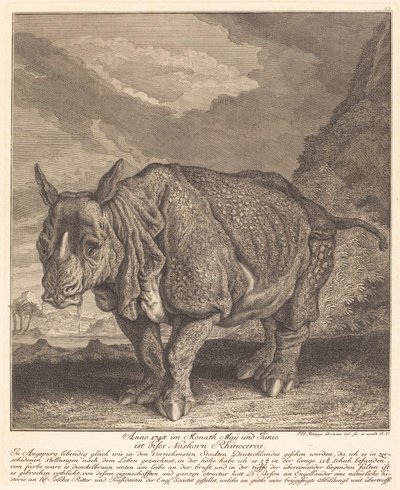 Nashorn Gergedanı by Johann Elias Ridinger